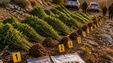 Ανώγεια: Εντοπίστηκαν 12 φυτείες κάνναβης σε επιχείρηση της ΕΛ.ΑΣ. σε ορεινή ζώνη