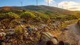 Χίος: Κίνδυνος εγκατάστασης ανεμογεννητριών στα μαστιχοχώραφα