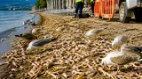 Ερέτρια: Ποικιλία απορριμμάτων από πουλερικά ξεβράστηκε σε παραλία — ανησυχία για τουρισμό