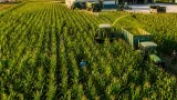 Καλή εικόνα για το καλαμπόκι στην Ορεστιάδα — αυξημένες φέτος οι εκτάσεις