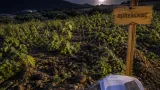 Σάμος: Επιθέσεις αγριογούρουνων απειλούν αμπελώνες και την αγροτική παραγωγή