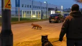 Gyanúsan barátságos róka kószál Mátészalkán a Zeiss környékén