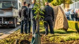 Gyöngyös elindítja városi fásítását: az első gömbkőrist a Szent Bertalan utcába ültették