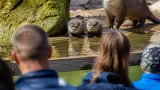 Gyöngyösben először láthatóak a mostanra kinyílt szemű vidrakölykök