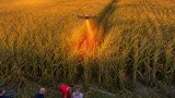 Helikopter és drón segített a rendőröknek: kukoricásban találták meg a zavart fiatalembert