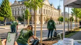 Kecskemét új zöldprogramjai: önkéntes faöntözés, esővíz‑felhívás és az Ökocogó