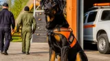 Különleges francia pásztorkutya erősíti a Pest-vármegyei kutató‑mentőket