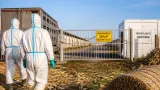 Megint afrikai sertéspestis Kölkeden: lezárták és felszámolják a 27 állatos telepet