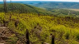 Pécs–Patacs: a természet lassan visszahódítja a négy éve leégett erdőt