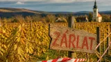 Szigorúbb hatósági intézkedések és kártérítési feltételek a szőlőgyilkos aranyszínű sárgaság ellen