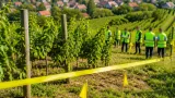 Szőlőarany-sárgaság fenyegeti Tolna borvidékét — zónákat jelöltek ki Szekszárd környékén