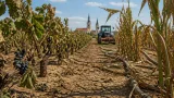 Tavaszi fagy, aszály és jégeső: súlyos terméskiesés a Bács-Kiskun megyei gazdaságokban