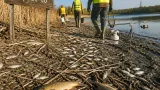 Tömeges halpusztulás és méteres vízszintcsökkenés az almásfüzitői Prépost-tónál