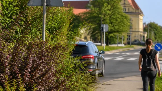 Belógó bokrok és fák nehezítik a közlekedést Baján, több veszélyes pont is van