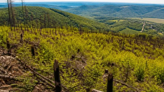 Pécs–Patacs: a természet lassan visszahódítja a négy éve leégett erdőt