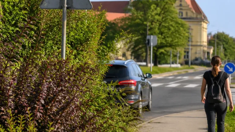 Belógó bokrok és fák nehezítik a közlekedést Baján, több veszélyes pont is van