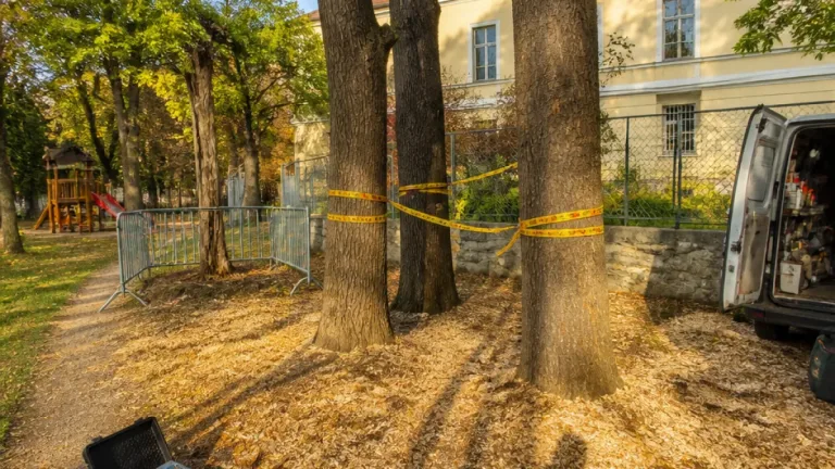 Egerben három fát ki kell vágni a szakvélemény szerint