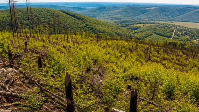 Pécs–Patacs: a természet lassan visszahódítja a négy éve leégett erdőt
