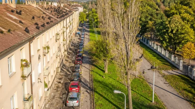 Pécsben egyre nagyobb gondot okoznak a városi varjúkolóniák