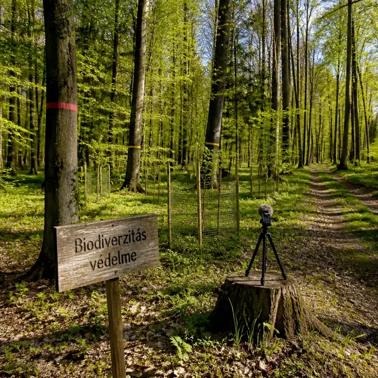 Áttekintés: a biodiverzitás védelme kezdeti költség, hosszú távon gazdasági előny lehet az erdőgazdálkodásban