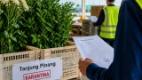 170 Batang Bunga Potong dari Jawa Tengah Dipastikan Sehat, Siap Dipasarkan di Tanjung Pinang
