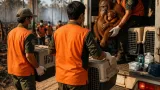Balai KSDA Kalbar Evakuasi 24 Satwa Terdampak Karhutla, 15 di antaranya Orangutan
