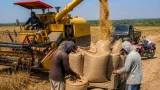 Bulog Sungai Penuh Serap 764 Ton Gabah, Dorong Stabilitas Pasokan dan Harga