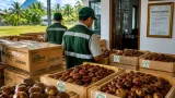 Dari Oleh-oleh ke Ekspor: Jengkol Sumbar Menjajaki Pasar Jepang lewat Pendampingan Karantina