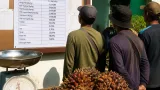 Dinas Perkebunan Sulbar Tetapkan Harga TBS Sawit September 2026, Tertinggi Rp3.479,66/kg