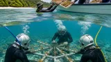 Dispar Kaltim Pimpin Transplantasi Terumbu Karang di Pulau Miang, Fokus Edukasi dan Rehabilitasi