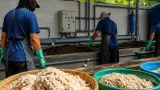 DLH Papua Barat Daya Dorong Ampas Tahu Jadi Pakan Maggot, Tekankan IPAL untuk Limbah Cair