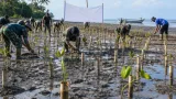 Gubernur Papua Selatan Dukung Penanaman 1.000 Mangrove di Pantai Payum untuk Lindungi Pesisir