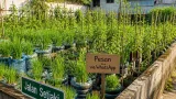 Inovasi Urban Farming di Yogyakarta: Padi Inpari 32 Tumbuh di Galon Bekas