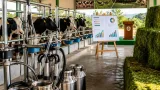 Khofifah Minta Pengembangan Sapi Perah Jawa Timur Diperkuat: Produktivitas, Bibit, Pakan