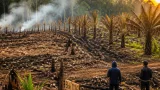 Nabire: Kebakaran Lahan 67,95 Ha Berdampak pada Perkebunan Sawit dan Kawasan HCV