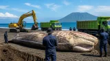Paus Sperma 9,8 Meter Terdampar dan Mati di Pantai Afe-Taduma, Ternate