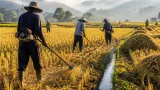 Petani Sungai Penuh Kembangkan Teknik Salibu untuk Hemat Waktu dan Biaya