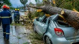 Pohon Pinus Tumbang Timpa Mobil di Padang Barat Usai Hujan dan Angin Kencang