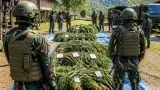 TNI Sita 21.400 Batang Ganja di Yahukimo, Diduga Terkait Kelompok OPM