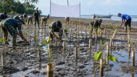 Gubernur Papua Selatan Dukung Penanaman 1.000 Mangrove di Pantai Payum untuk Lindungi Pesisir
