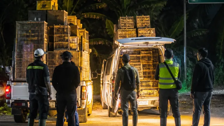 BKSDA Gagalkan Penyulundupan 198 Burung dari Kerinci ke Muaro Jambi