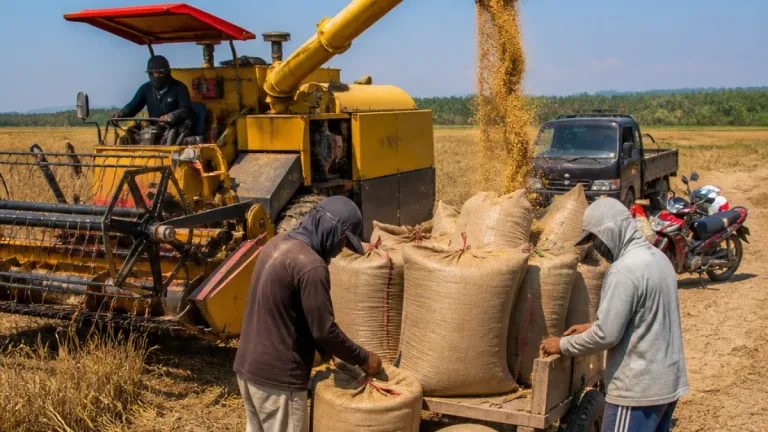 Bulog Sungai Penuh Serap 764 Ton Gabah, Dorong Stabilitas Pasokan dan Harga