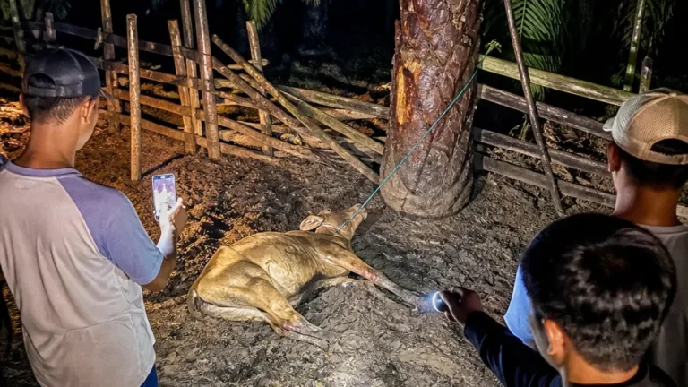 Harimau Sumatera Mendekati Permukiman di Kaur, Ternak dan Perkebunan Jadi Korban