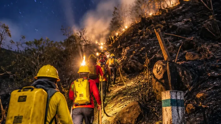Kebakaran Gunung Watangan di Jember Hanguskan 6,5 Hektare, Tim Gabungan Kendalikan Api
