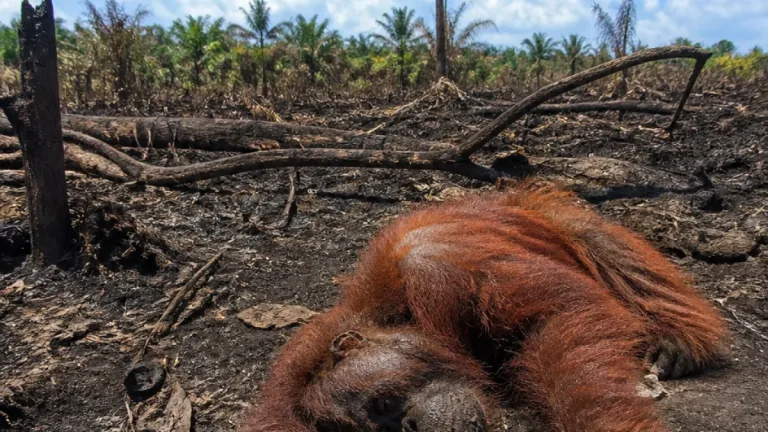Kematian orangutan 'Sempurna' di Ketapang ungkap dampak kesehatan karhutla bagi satwa