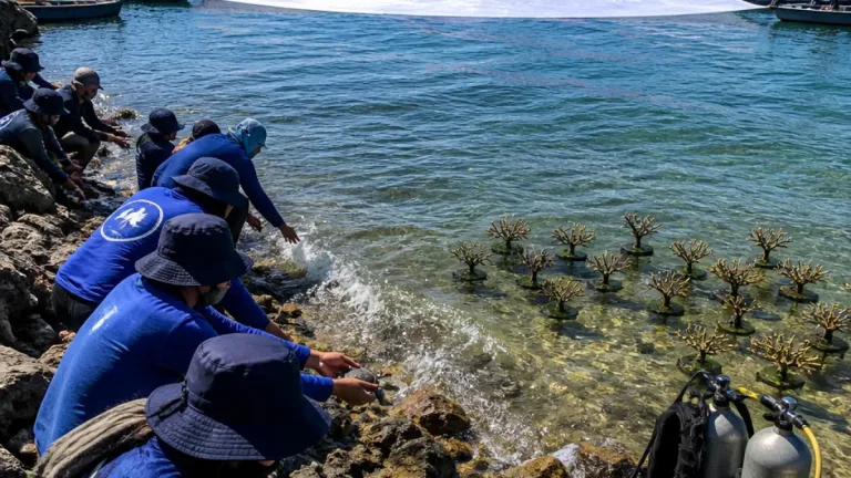 Lanal Banten Bentangkan Bendera Raksasa di Selat Sunda dan Lepasliarkan Tukik pada HUT ke-81