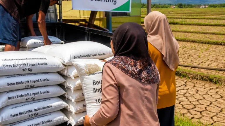Nabire Serap 15 Ton Beras Biofortifit untuk Intervensi Stunting