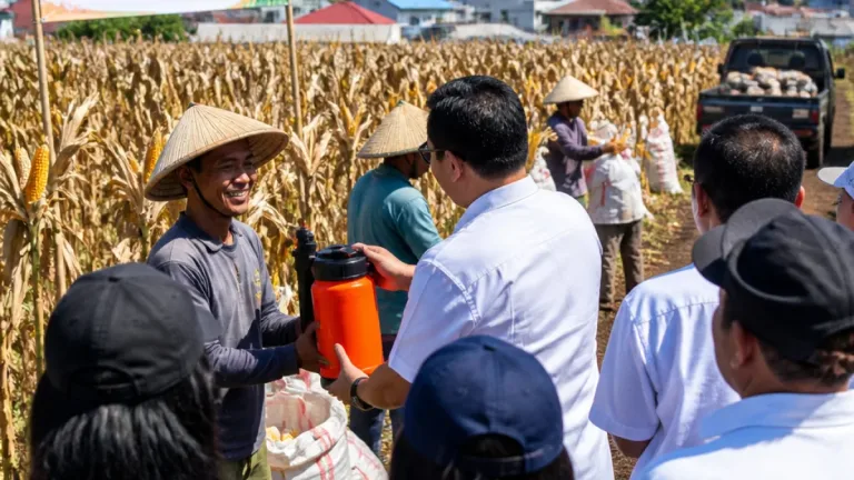Panen Jagung di Manado: Pemerintah Kota Dukung Petani Paniki Bawah untuk Ketahanan Pangan