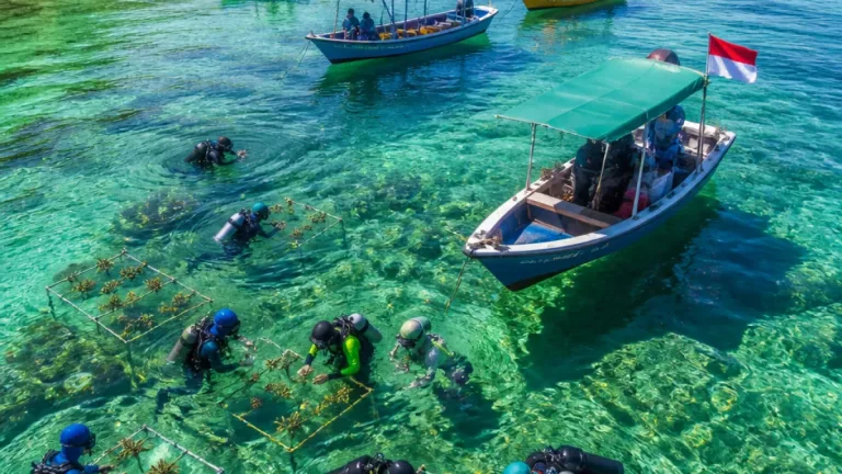Pertamina Trans Kontinental Tanam Lebih dari 512 Fragmen Terumbu Karang di Pantai Pulisan