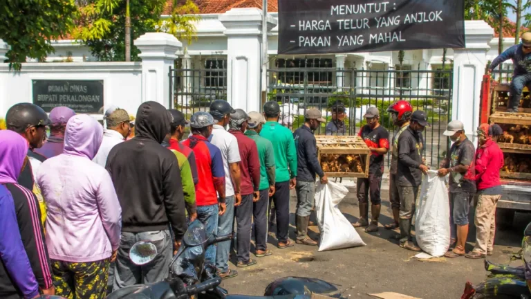Peternak di Pekalongan Unjuk Rasa dan Bagikan Ayam Gratis, Soroti Anjloknya Harga Telur